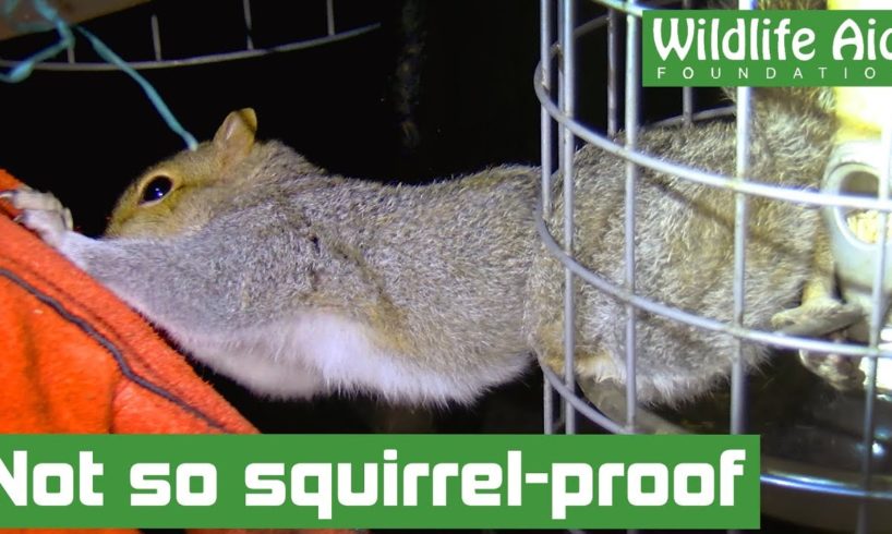 Squirrel trapped in 'squirrel-proof' bird feeder! - Animal rescue