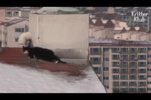 Starved Cat Stranded On The Roof Eats Snow To Survive | Animal in Crisis EP61
