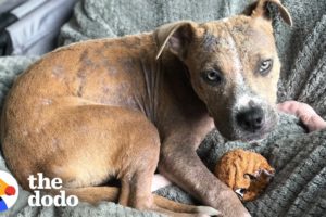 Stray Puppy Found Covered in Ticks Completely Transforms | The Dodo