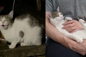 Street Cat Rescue: Charlie