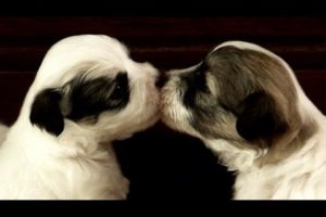 Suloiset Koiranpennut - Cute Puppies