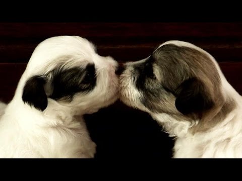 Suloiset Koiranpennut - Cute Puppies
