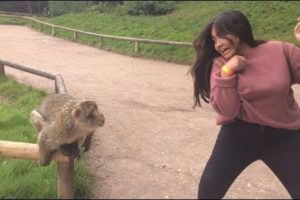 Super Funny Moments Human and Animals Fails of 2019 Weekly Compilation