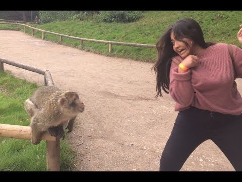 Super Funny Moments Human and Animals Fails of 2019 Weekly Compilation