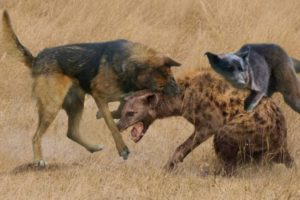 THE 10 AGGRESSIVE ANIMAL FIGHTS