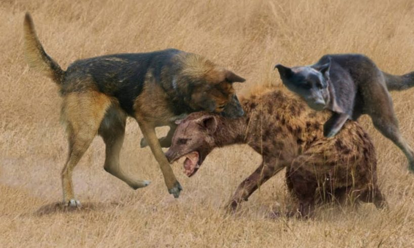 THE 10 AGGRESSIVE ANIMAL FIGHTS