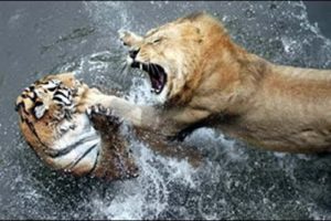 THE 10 EXTREME CRAZY ANIMAL FIGHTS Real Fight Of Lion And Tiger, Lion vs Tiger - Amazing Videos