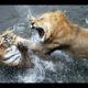 THE 10 EXTREME CRAZY ANIMAL FIGHTS Real Fight Of Lion And Tiger, Lion vs Tiger - Amazing Videos