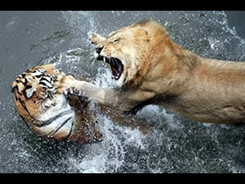 THE 10 EXTREME CRAZY ANIMAL FIGHTS Real Fight Of Lion And Tiger, Lion vs Tiger - Amazing Videos