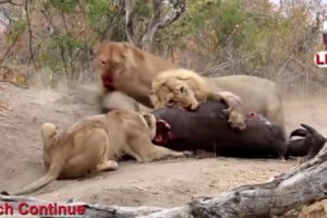 THE 5 EXTREME CRAZY ANIMAL FIGHTS