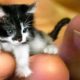 THE SMALLEST CATS In The World