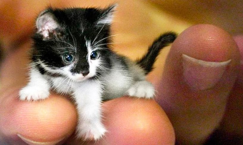 THE SMALLEST CATS In The World