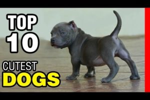 TOP 10 CUTEST DOG BREEDS