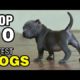 TOP 10 CUTEST DOG BREEDS