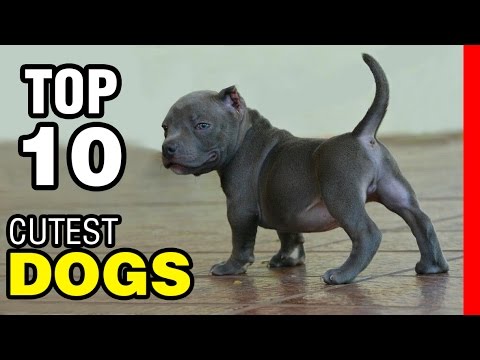 TOP 10 CUTEST DOG BREEDS