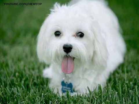 TOP 200 Cutest Puppies in the World
