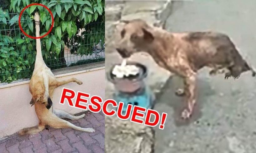 TOP 5 Best Animal Rescues of 2019 REAL HEROES (Emotional &  Inspiring)