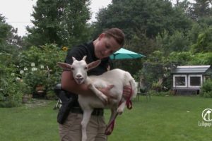 Tail of Hope 2018: Rescuing Farm Animals from Neglect and Cruelty