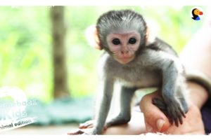 The Bravest, Cutest Baby Monkey In The World | The Dodo Comeback Kids S02E03