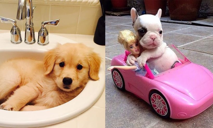 The Cutest Baby Puppies In The World - Baby Dogs Cute And Funny Compilation | Puppies TV