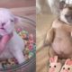 The Cutest Baby Puppies In The World   Baby Dogs Cute And Funny Compilation  Puppies TV