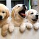 The Cutest Puppies Ever