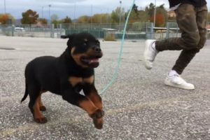 The Cutest Rottweiler puppy runs in slow motion.