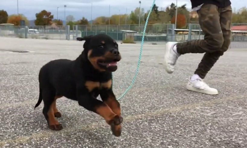 The Cutest Rottweiler puppy runs in slow motion.
