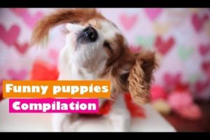 The Cutest puppies ever Compilation 2019 | Cavalier King Charles Spaniel