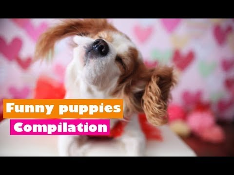 The Cutest puppies ever Compilation 2019 | Cavalier King Charles Spaniel