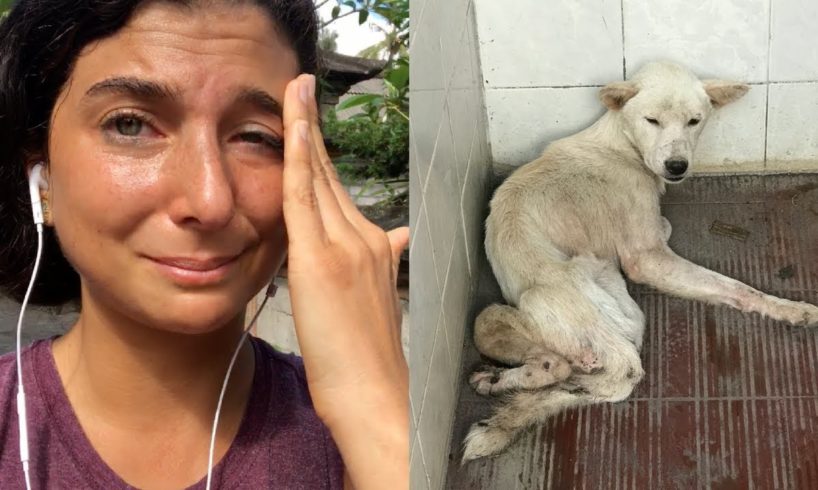 The Dog I Rescued in Bali. Watch This Video.