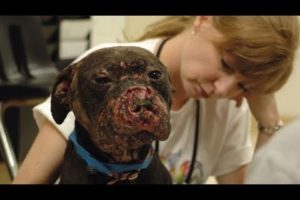 The Face of Dogfighting: One Dog's Incredible Journey