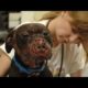 The Face of Dogfighting: One Dog's Incredible Journey