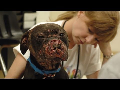 The Face of Dogfighting: One Dog's Incredible Journey