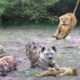 The King Lion movie real life! Hyena destroy Lion cub ,Mother Lion save cub escape from Hyena