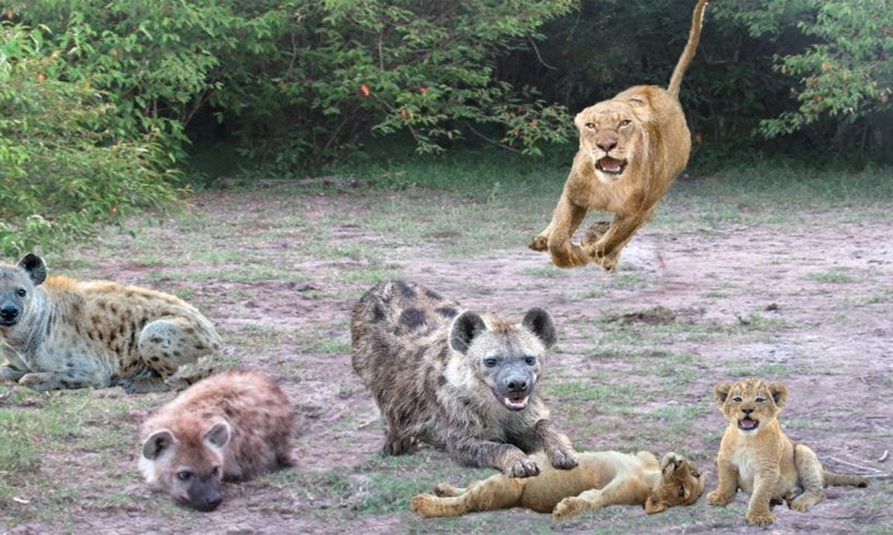 The King Lion movie real life! Hyena destroy Lion cub ,Mother Lion save cub escape from Hyena