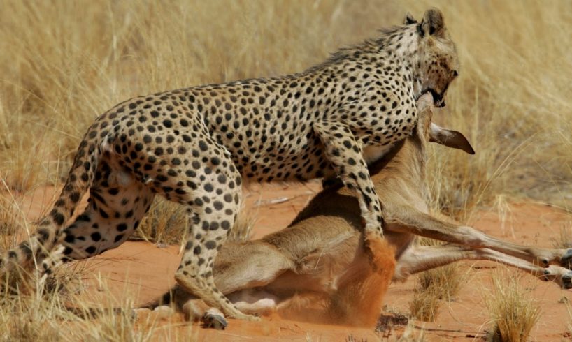 The Most Dangerous Predators On Earth - Wild Animals Documentary HD