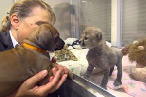 The Story of Cheetah Cub Ruuxa & Puppy Pal Raina
