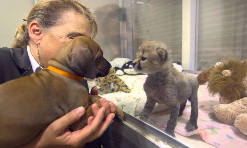 The Story of Cheetah Cub Ruuxa & Puppy Pal Raina