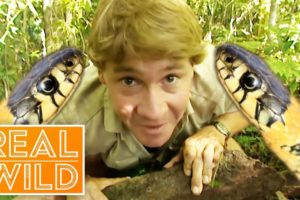 The Ten Deadliest Snakes In The World - With Steve Irwin | Real Wild Documentary