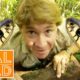 The Ten Deadliest Snakes In The World - With Steve Irwin | Real Wild Documentary