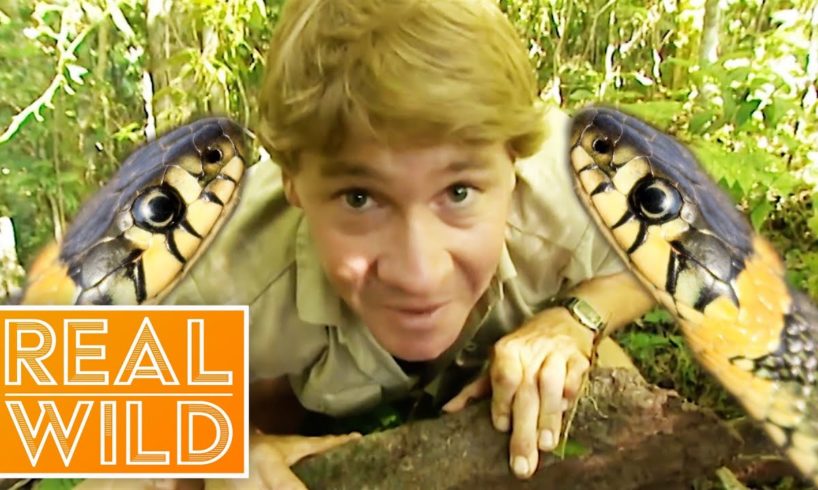 The Ten Deadliest Snakes In The World - With Steve Irwin | Real Wild Documentary