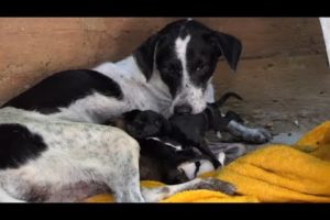 The cute puppies drink milk  _  The cutest puppies ever