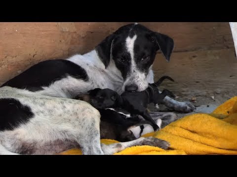 The cute puppies drink milk  _  The cutest puppies ever