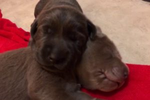 The cutest puppies in the world Day 13! Charcoal and Silver Labrador Retrievers!