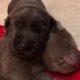 The cutest puppies in the world Day 13! Charcoal and Silver Labrador Retrievers!