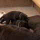 The cutest puppies in the world Day 14! Charcoal and Silver Labrador Retriever