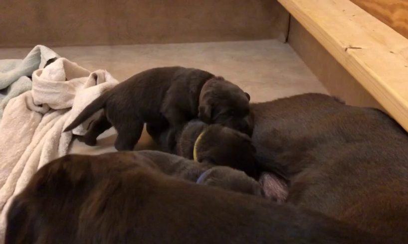 The cutest puppies in the world Day 14! Charcoal and Silver Labrador Retriever