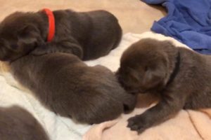 The cutest puppies in the world Day 17! Charcoal and silver labrador retrievers