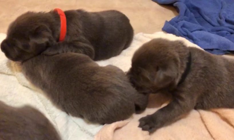The cutest puppies in the world Day 17! Charcoal and silver labrador retrievers